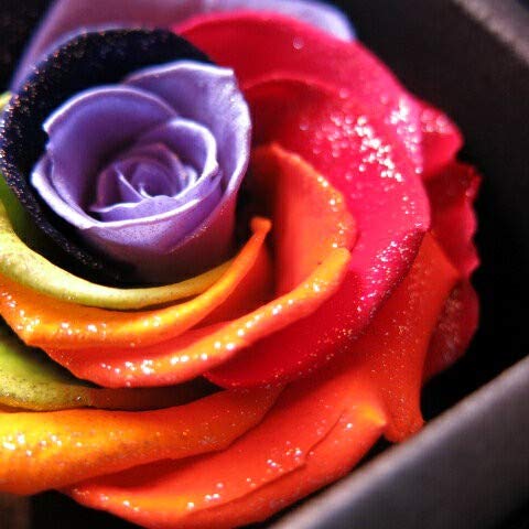 Amazon｜結婚記念日 プレゼント 枯れない バラ ダイヤモンド